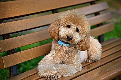 《西瓜游戏》与健身APP联动 推出体感新玩法